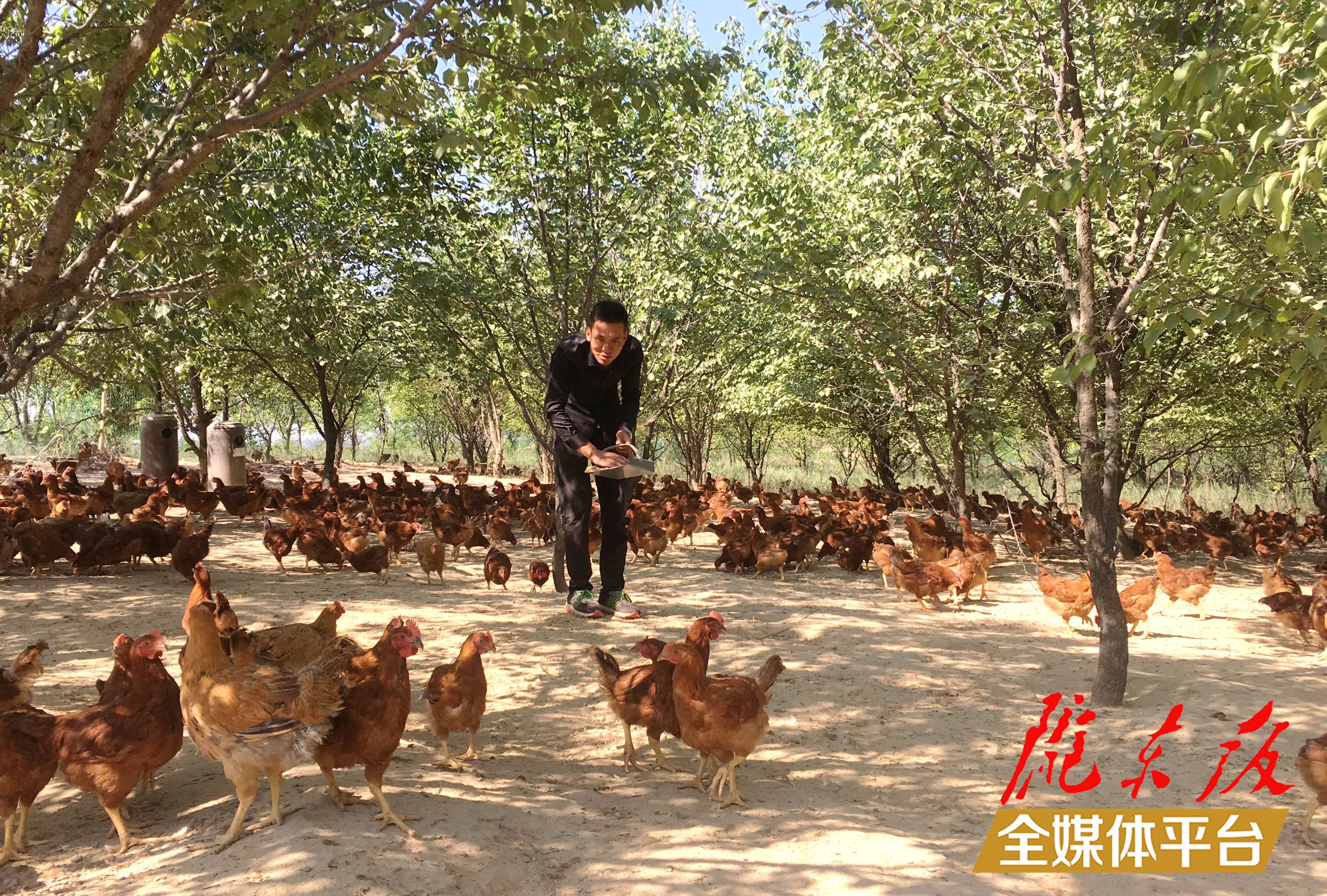 林下生態(tài)雞養(yǎng)殖。 盤小美 攝