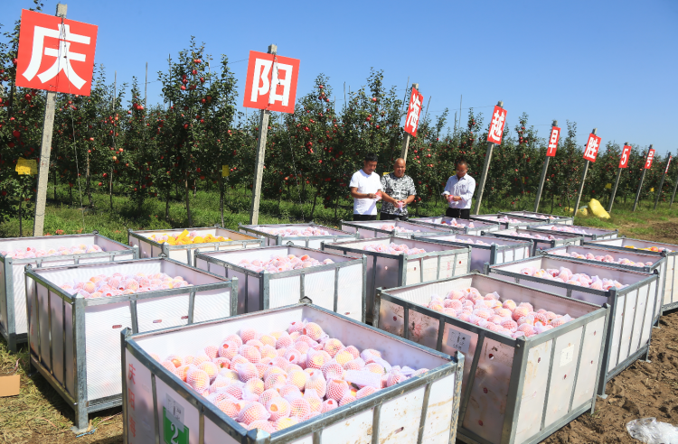 9月20日，慶陽海越農(nóng)業(yè)發(fā)展有限公司早勝基地蘋果喜獲豐收，吸引了外地客商前來采購。圖為客商正在查看果品。特約攝影 李建琪 攝