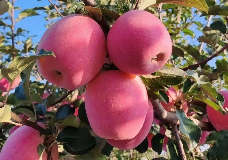 白馬鋪鎮(zhèn)的富士蘋果。