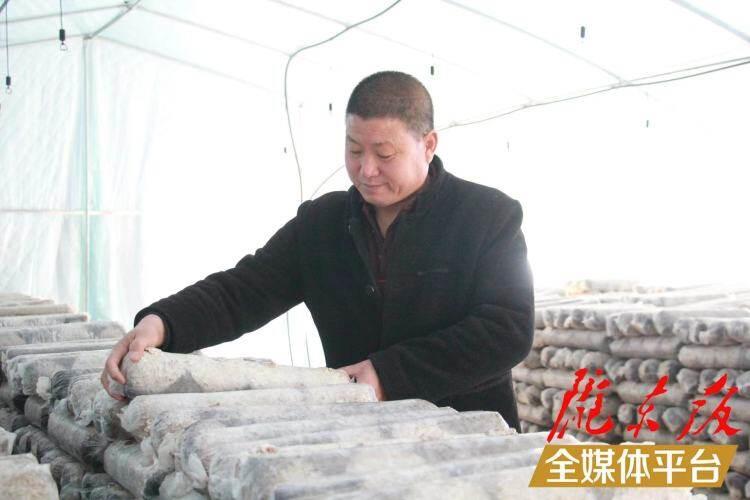 西峰區(qū)后官寨鎮(zhèn)司官寨村食用菌基地，工作人員在整理菌棒。本報記者 南力 攝