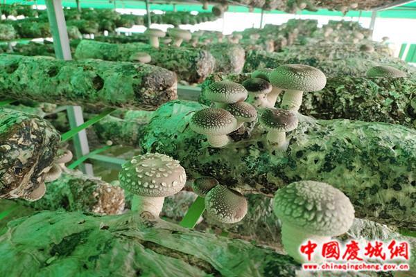 慶城縣：“香菇”棚里種出“好錢(qián)景”